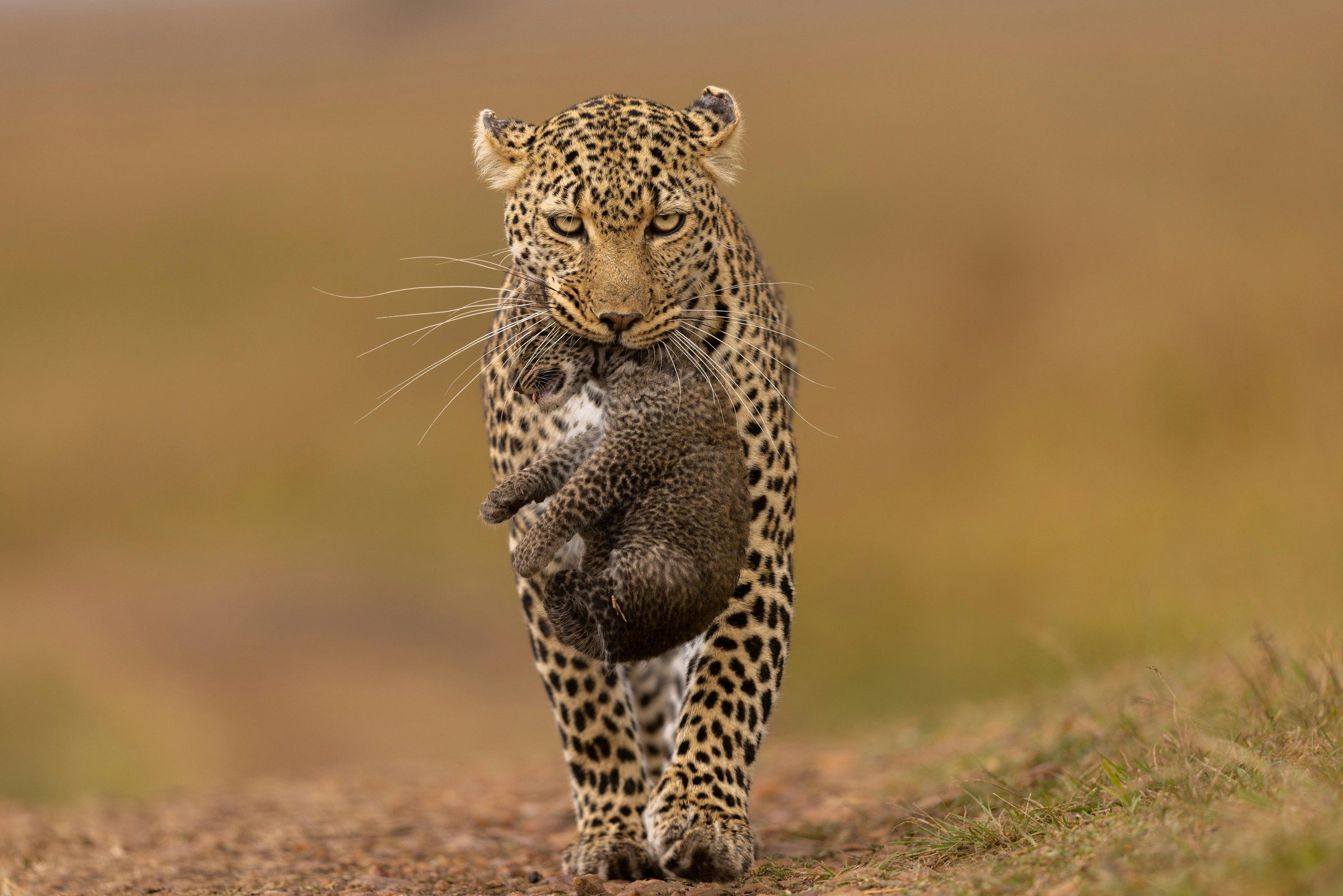 Cheetah on the prowl